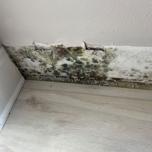 Mold In Wall Due To Water Damage In Sarasota, FL