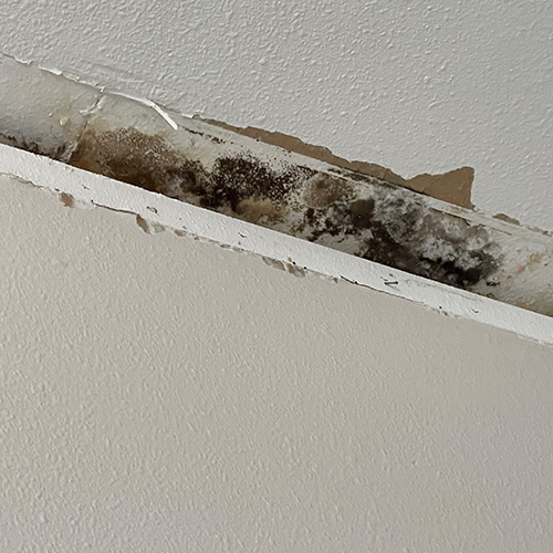 Water And Mold Damage On Ceiling In Bradenton, FL